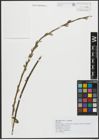 Foto von Salix alba subsp. coerulea (Sm.) Rech. f.
